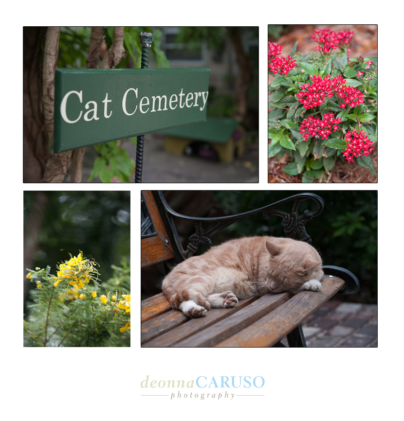 And of course he had a Cat Cemetery on the grounds.  I must have seen at least 20 cats roaming the property.